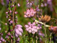 Erica tetralix Skanörs ljung, Falsterbohalvön, Vellinge, Skåne, Sweden 20070813 059