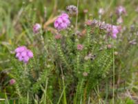 Erica tetralix Skanörs ljung, Falsterbonäset, Vellinge, Skåne, Sweden 20150628_0040