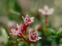 Kalmia procumbens Bunnerplatån, Undersåker, Jämtland, Sweden 19800704_2