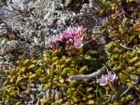 Kalmia procumbens Coffee Dome, Nome, Alaska, USA 20140620_1140