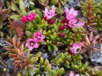 Kalmia procumbens Nordkalottenleden Boarrasacohkka-Pålnostugan-Baktajavri, Torne lappmark, Lappland, Sweden 20150709_0729