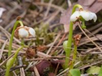 Moneses uniflora Gropahålet, Kristianstad, Skåne, Sweden 20160628_0248