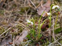 Moneses uniflora Gropahålet, Kristianstad, Skåne, Sweden 20160628_0249