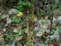 Monotropa hypopitys ssp. hypopitys Ljungen, Ivön, Kristianstad, Skåne, Sweden 20150820_0097