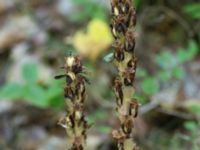 Monotropa hypopitys ssp. hypopitys Ljungen, Ivön, Kristianstad, Skåne, Sweden 20150820_0099