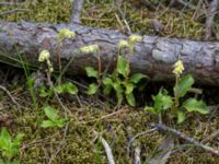 Orthilia secunda Gropahålet, Kristianstad, Skåne, Sweden 20160628_0268