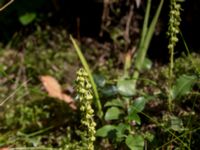 Orthilia secunda Horna fure, Åhus, Kristianstad, Skåne, Sweden 20160827_0035