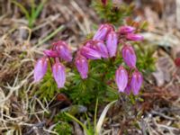 Phyllodoce caerulea Nordkalottenleden, Kiruna, Torne lappmark, Lappland, Sweden 20150708_0862