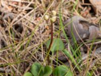 Pyrola chlorantha Gropahålet, Kristianstad, Skåne, Sweden 20160628_0258