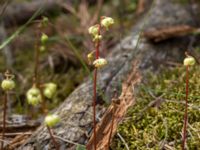 Pyrola chlorantha Gropahålet, Kristianstad, Skåne, Sweden 20160628_0262