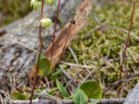 Pyrola chlorantha Gropahålet, Kristianstad, Skåne, Sweden 20160628_0264