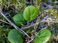 Pyrola chlorantha Horna fure, Kristianstad, Skåne, Sweden 20160505_0154