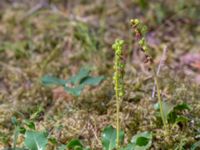 Pyrola minor Östra Sandar, Täppet, Åhus, Kristianstad, Skåne, Sweden 20180727_0160