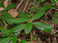 Rhododendron ponticum Hällevik, Simrishamn, Skåne, Sweden 20181124_0044