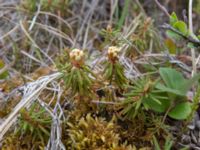 Rhododendron tomentosum Coffee Dome, Nome, Alaska, USA 20140620_1116