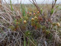 Rhododendron tomentosum Coffee Dome, Nome, Alaska, USA 20140620_1117