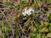 Rhododendron tomentosum Nome River mouth, Nome, Alaska, USA 20140619_0780