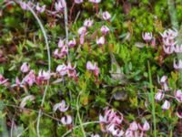 Vaccinium oxycoccus Hollandsbjärs naturreservat, Veinge, Laholm, Halland, Sweden 20150625_0247