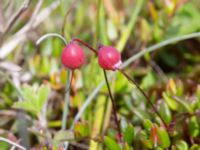 Vaccinium oxycoccus Stensjöstrands NR, Falkenberg, Halland, Sweden 20210622_0027