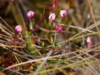 Vaccinium oxycoccus Traneröds mosse, Eslöv, Skåne, Sweden 20130615-323