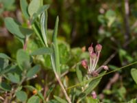 Andromeda polifolia et Vaccinium uliginosum ssp. uliginosum Väster-Sortmyran, Sävar, Umeå, Västerbotten, Sweden 20150706_0916