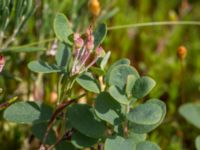 Andromeda polifolia et Vaccinium uliginosum ssp. uliginosum Väster-Sortmyran, Sävar, Umeå, Västerbotten, Sweden 20150706_0917