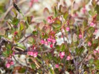 Vaccinium uliginosum Milepost 13, Denali Highway, Alaska, USA 20140627_0363