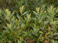 Vaccinium uliginosum ssp. uliginosum Gloppe, Varberg, Halland, Sweden 20190716_0244