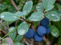 Vaccinium uliginosum ssp. uliginosum Sönnerbergen, Onsala, Kungsbacka, Halland, Sweden 20150721_0045