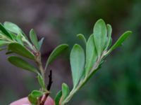 Vaccinium vitis-idaea Herrgårdsparken, Fröseke, Uppvidinge, Småland, Sweden 20190608_0467