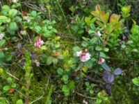 Vaccinium vitis-idaea Slåen, Esmared, Laholm, Hallnd, Sweden 20150625 IMG_2319