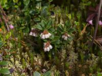 Vaccinium vitis-idaea Väster-Sortmyran, Sävar, Umeå, Västerbotten, Sweden 20150706_0906