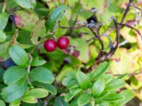 Vaccinium vitis-idaea ssp. vitis-idaea Bökenäs, Immeln, Kristianstad, Skåne, Sweden 20150820_0137