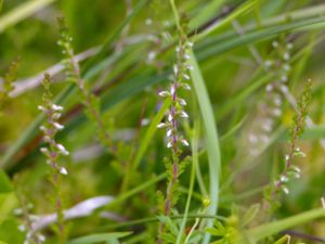 Calluna vulgaris - Heather - Ljung