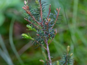 Erica carnea - Winter Heath - Vårljung