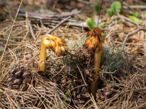 Monotropa hypopitys - Yellow Bird's-nest - Tallört