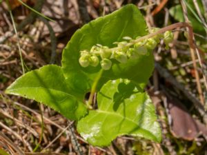 Orthilia secunda - Serrated Wintergreen - Björkpyrola