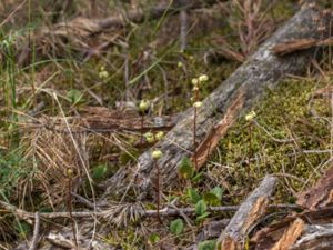 Pyrola chlorantha - Green-flowered Wintergreen - Grönpyrola