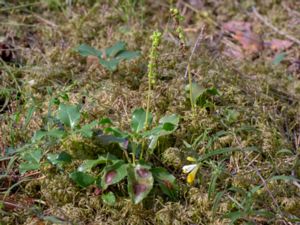 Pyrola minor - Common Wintergreen - Klockpyrola