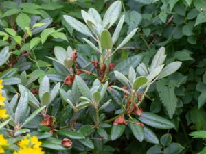 Rhododendron brachycarpum - Fuji Rhododendron - Fujirododendron