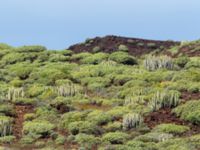 Euphorbia balsamifera et Euphorbia canariensis Rasca, Tenerife, Canary Islands, Spain 20110221 161