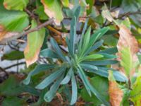 Euphorbia characias Casinoperkeringen, Kungsparken, Malmö, Skåne, Sweden 20220928_0001