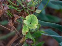 Euphorbia characias Casinoperkeringen, Kungsparken, Malmö, Skåne, Sweden 20220928_0010