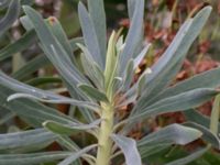 Euphorbia characias Casinoperkeringen, Kungsparken, Malmö, Skåne, Sweden 20220928_0012