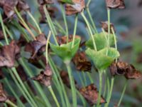 Euphorbia characias Casinoperkeringen, Kungsparken, Malmö, Skåne, Sweden 20220928_0014