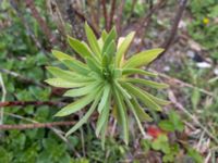 Euphorbia characias ssp. wulfenii Östra Stattenavägen, Lund, Skåne, Sweden 20200429_0012