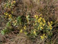 Euphorbia condylocarpa Ai Petri, Crimea, Russia 20150917_0157