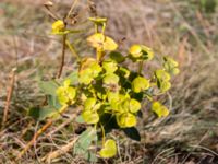 Euphorbia condylocarpa Ai Petri, Crimea, Russia 20150917_0158