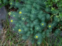 Euphorbia cyparissias Åbarp, Höör, Skåne, Sweden 20210801_0046