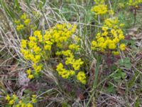 Euphorbia cyparissias Östra Stattenavägen, Lund, Skåne, Sweden 20200429_0025